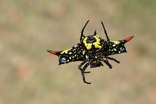 Réf. 218 881 : Gasteracantha rubrospinis